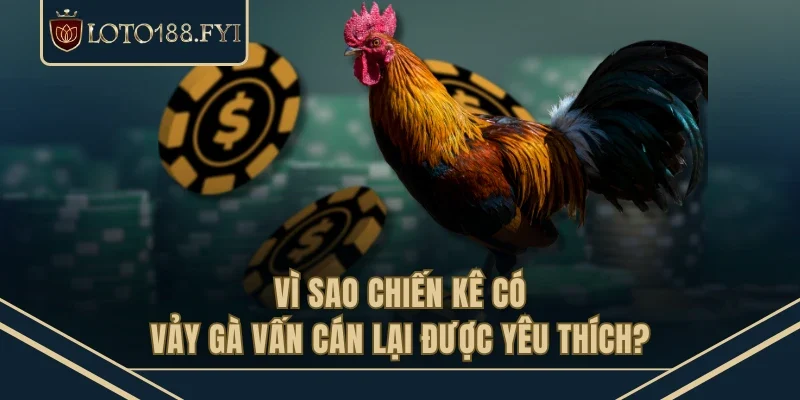 Vì sao chiến kê có vảy gà vấn cán lại được yêu thích?