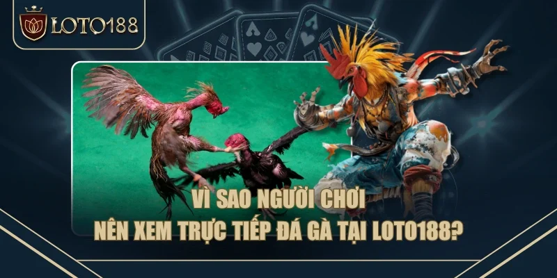 Vì sao người chơi nên xem trực tiếp đá gà tại LOTO188? Vì sao người chơi nên xem trực tiếp đá gà tại LOTO188?