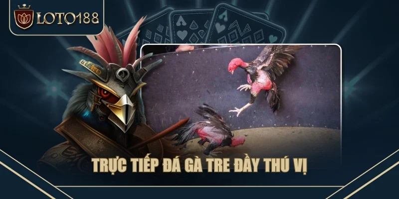 Trực tiếp đá gà tre đầy thú vị Trực tiếp đá gà tre đầy thú vị